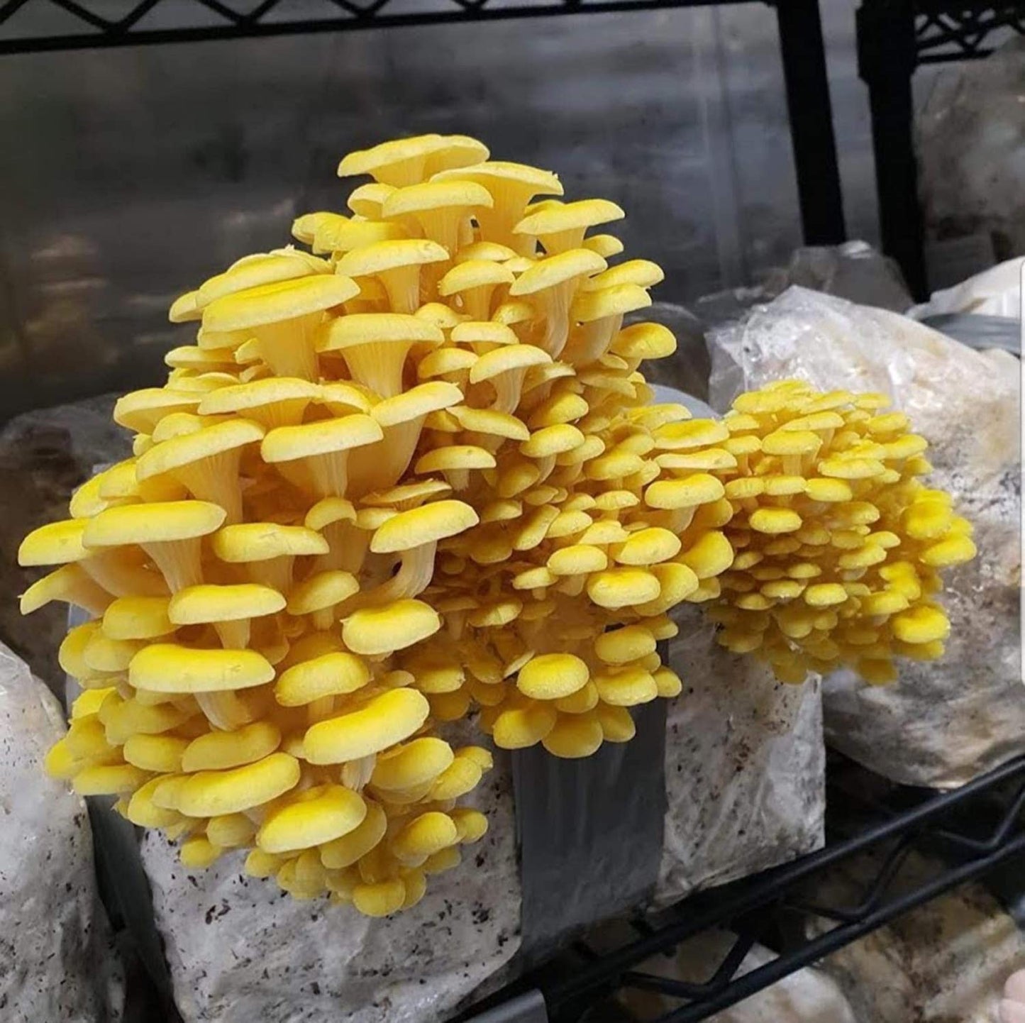 Golden Yellow Oyster Mushroom Spawn (Pleurotus citrinopileatus)
