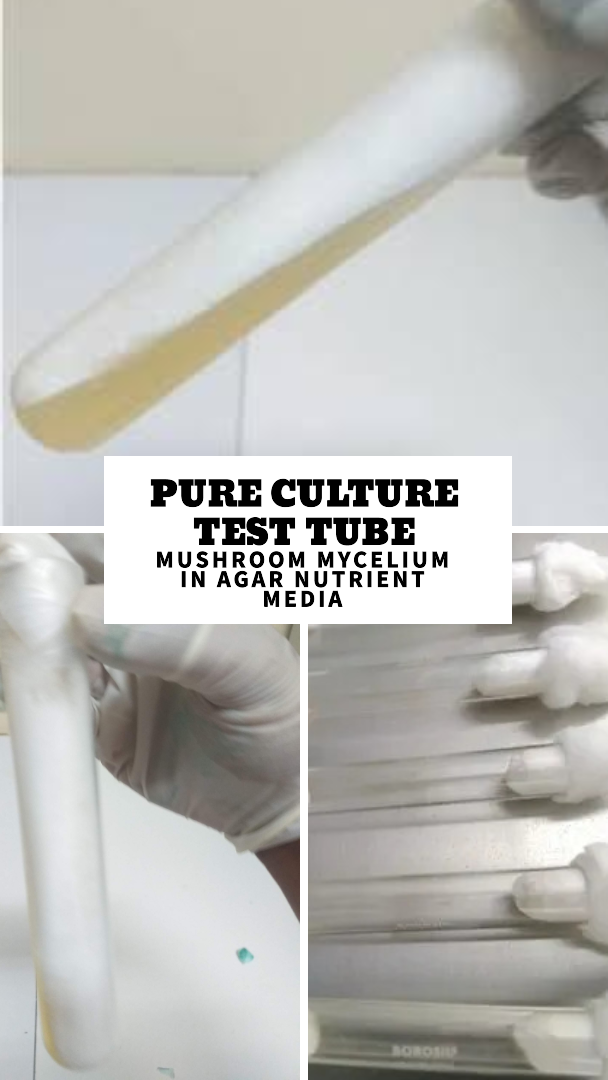Pure Culture Test tube  (Mushroom Mycelium in Agar Nutrient Media )