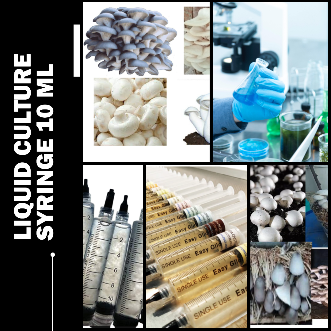 Liquid culture Syringe 10 ML (Mushroom Mycelium in Liquid Nutrient Media )