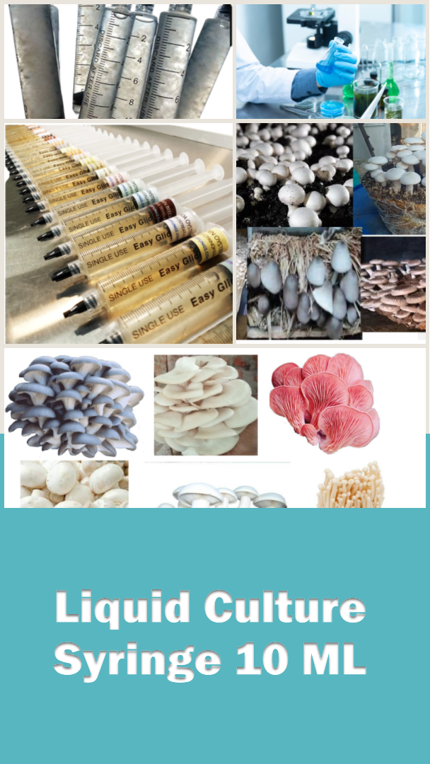 Liquid culture Syringe 10 ML (Mushroom Mycelium in Liquid Nutrient Media )