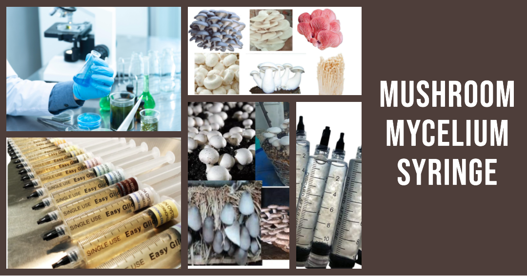 Liquid culture Syringe 10 ML (Mushroom Mycelium in Liquid Nutrient Media )