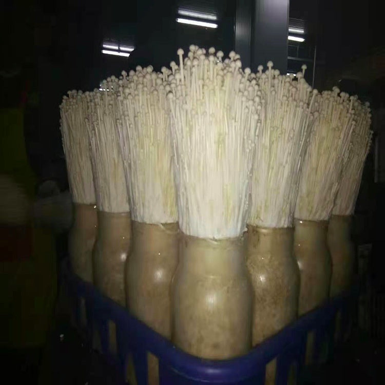 Enoki Mushroom Spawn (Flammulina velutipes)