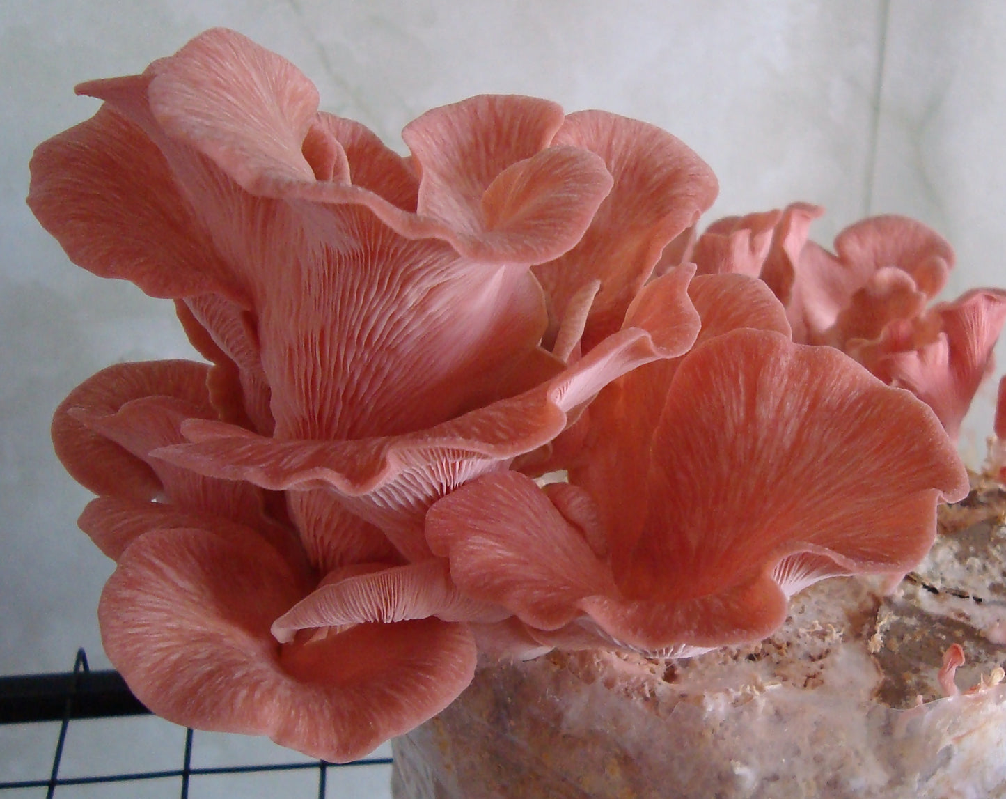 Oyster mushroom spawn Pink Oyster (Pleurotus djamor)