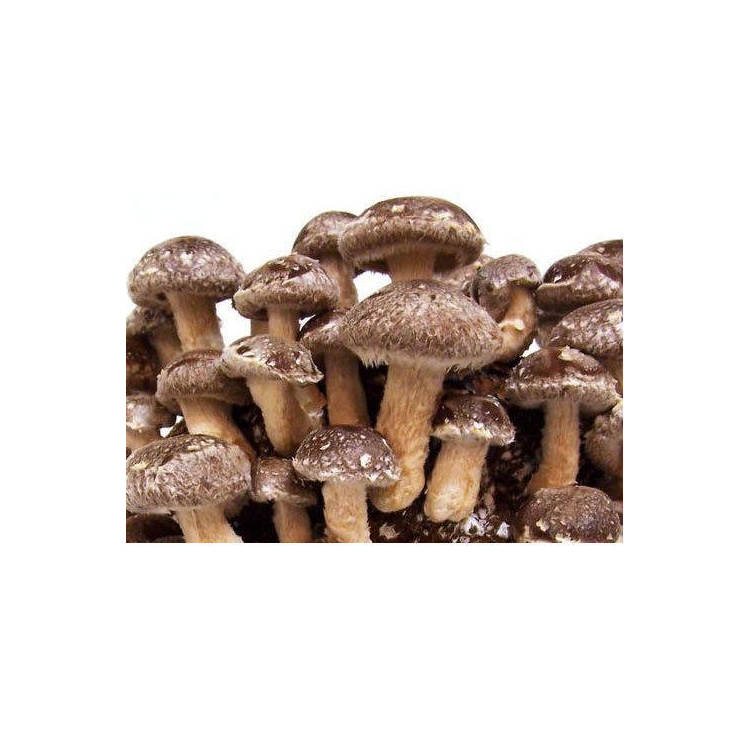 Shiitake Mushroom grain Spawn  (Lentinula edodes)
