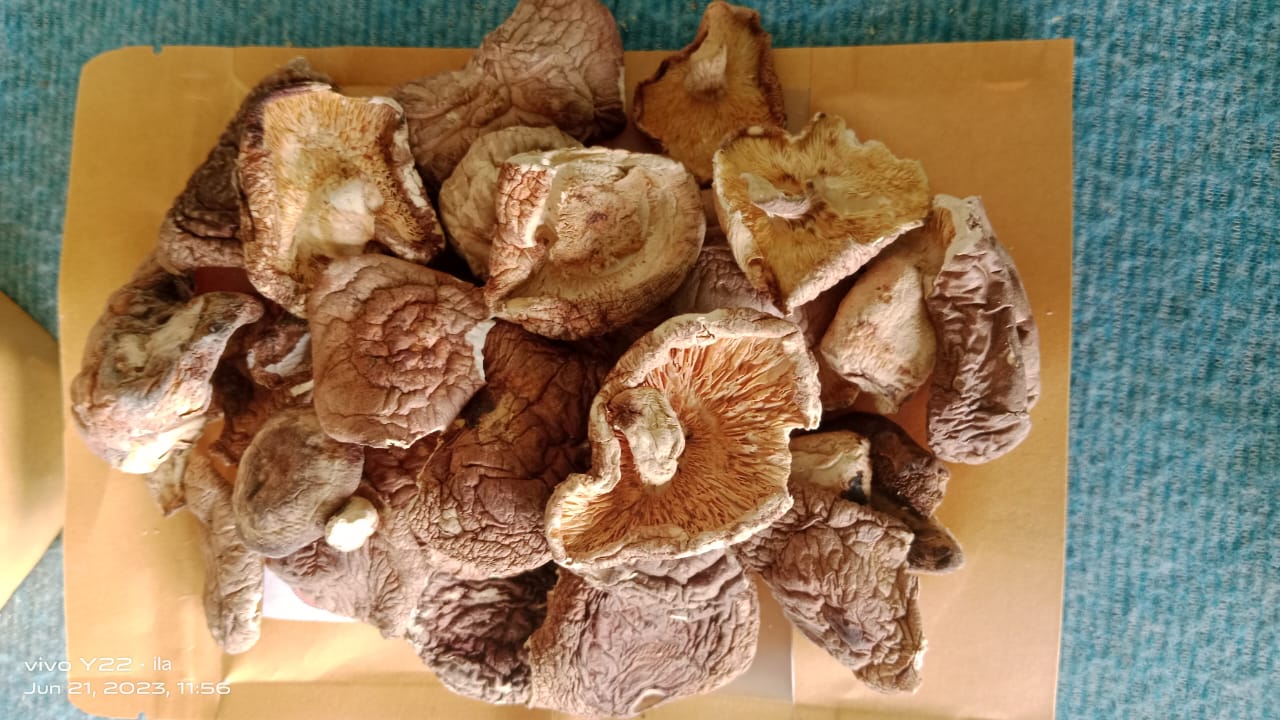 Pure Shiitake Mushroom Powder extract | Rich in Flavor and Nutrients 100 gm