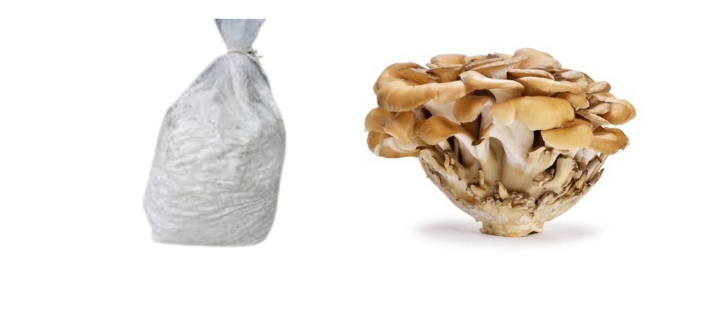 Maitake Mushroom - Grifola frondosa (Hen-of-the-wood) Spawn