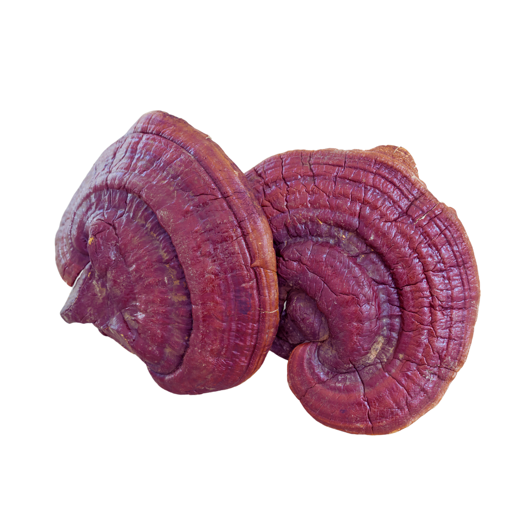 Ganoderma Reishi Mushroom Extract Powder 50 gm | Red Ganoderma lucidum (Lingzhi)