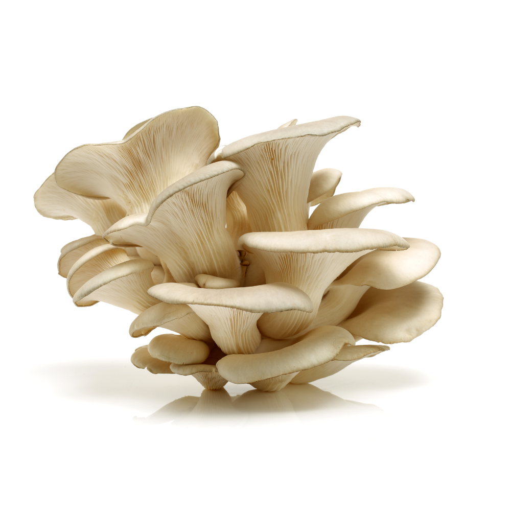 Oyster Mushroom Powder 100 gm