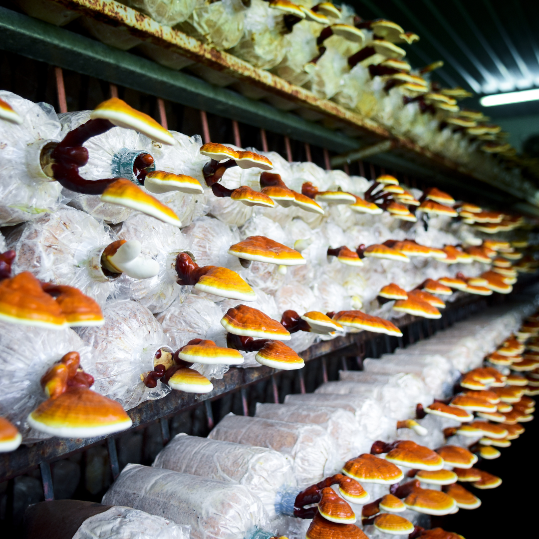 Ganoderma lucidum Mushroom Spawn (Reishi)