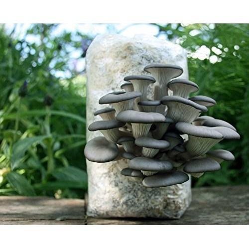 Mushroom Ready To Grow Fruiting Bag (1 Piece)