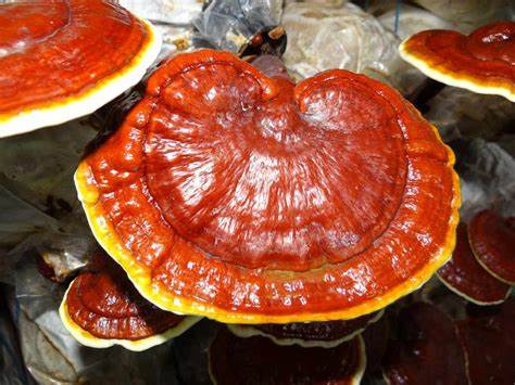 Ganoderma lucidum Mushroom Spawn (Reishi)