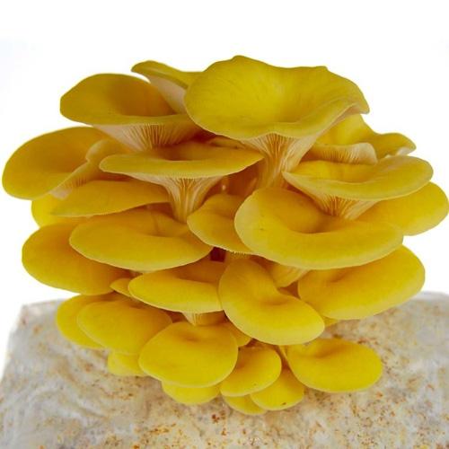 Golden Yellow Oyster Mushroom Spawn (Pleurotus citrinopileatus)