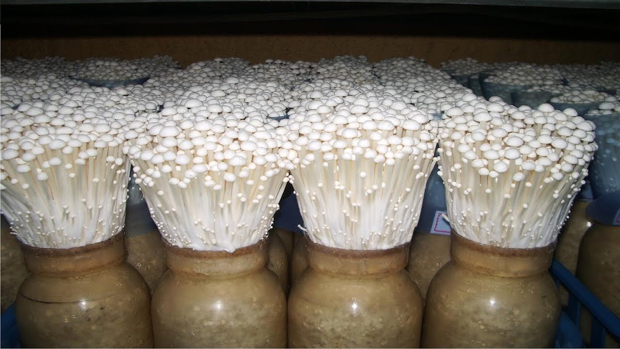 Enoki Mushroom Spawn (Flammulina velutipes)