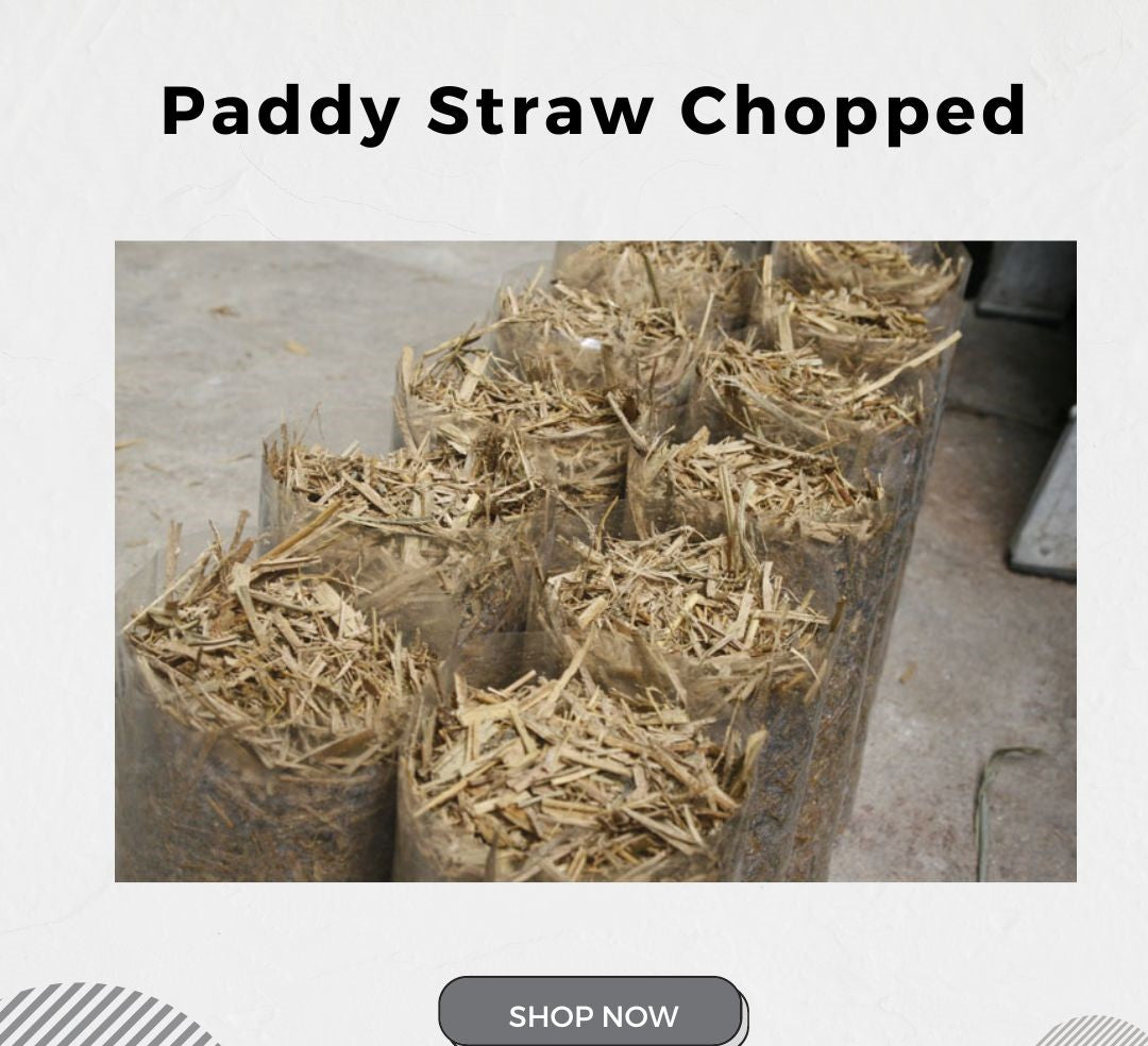 Chopped Paddy Straw: Premium Substrate for Mushroom Cultivation 1kg