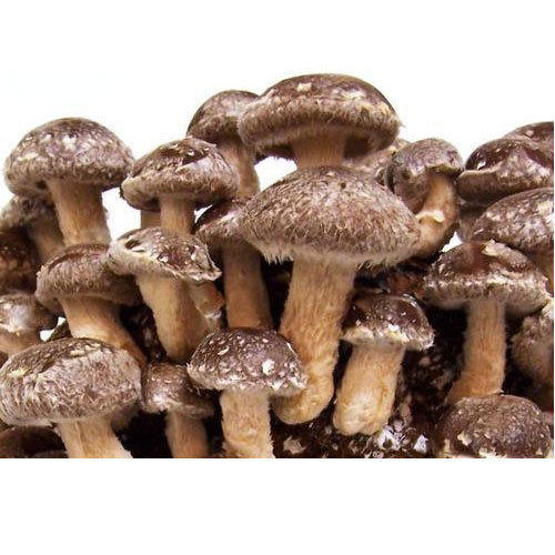 Dry Shiitake Mushrooms | Rich in Flavor and Nutrients 100 gm