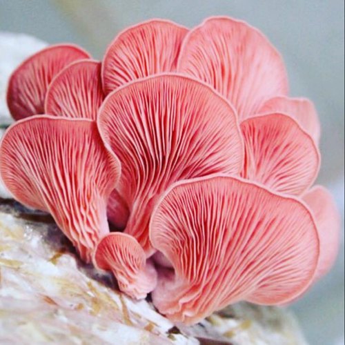 Oyster mushroom spawn Pink Oyster (Pleurotus djamor)