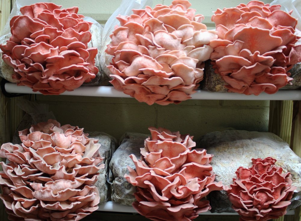 Oyster mushroom spawn Pink Oyster (Pleurotus djamor)
