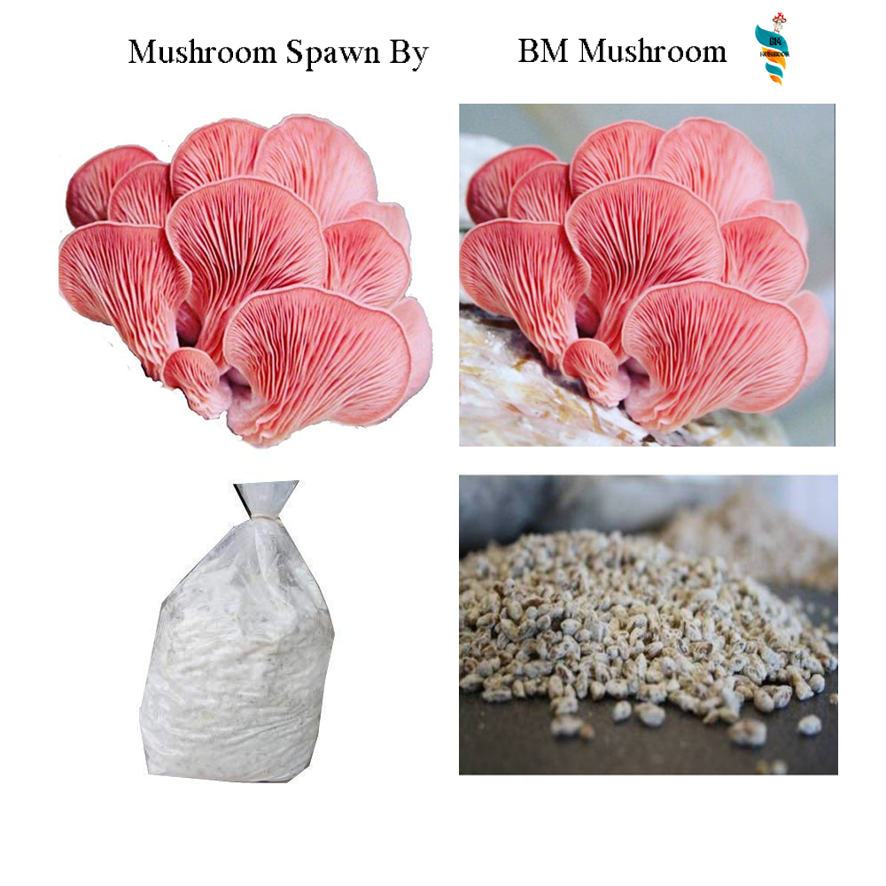 Oyster mushroom spawn Pink Oyster (Pleurotus djamor)