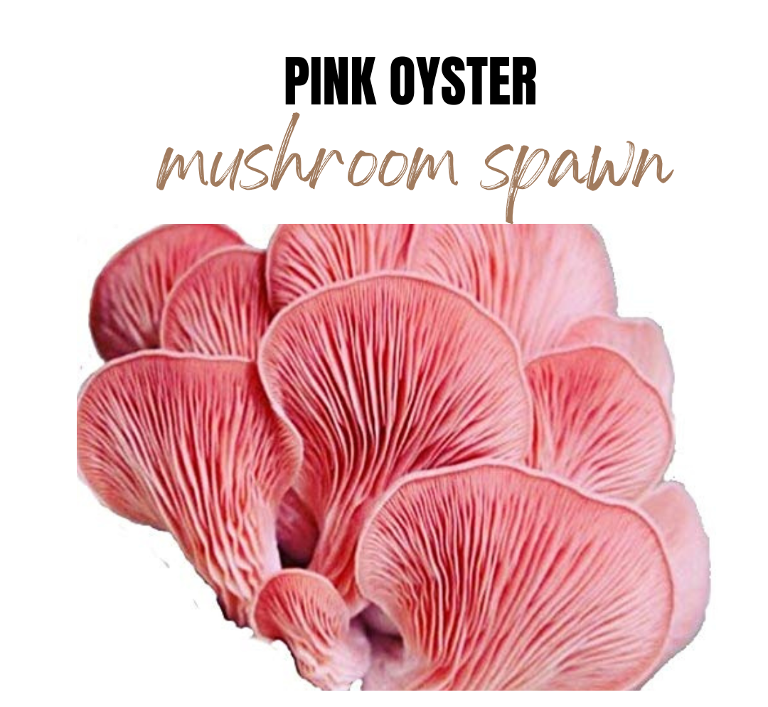Oyster mushroom spawn Pink Oyster (Pleurotus djamor)