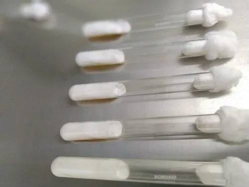 Pure Culture Test tube  (Mushroom Mycelium in Agar Nutrient Media )