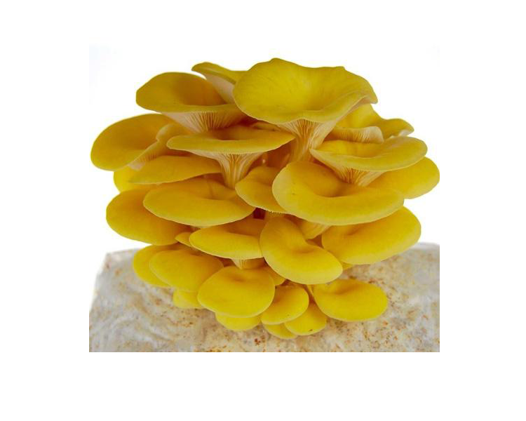 Golden Yellow Oyster Mushroom Spawn (Pleurotus citrinopileatus)