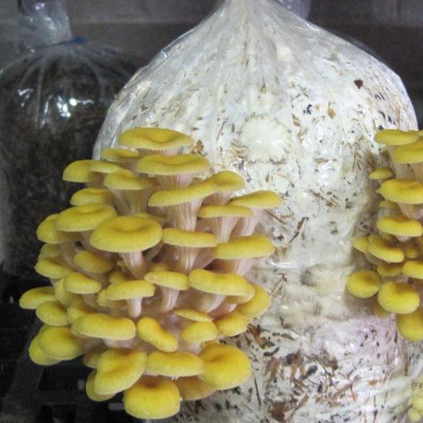 Golden Yellow Oyster Mushroom Spawn (Pleurotus citrinopileatus)
