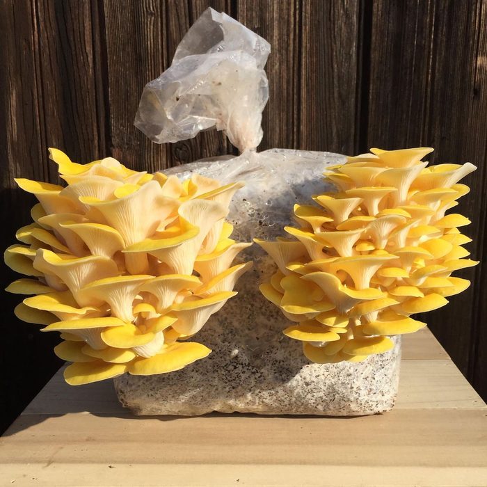 Golden Yellow Oyster Mushroom Spawn (Pleurotus citrinopileatus)