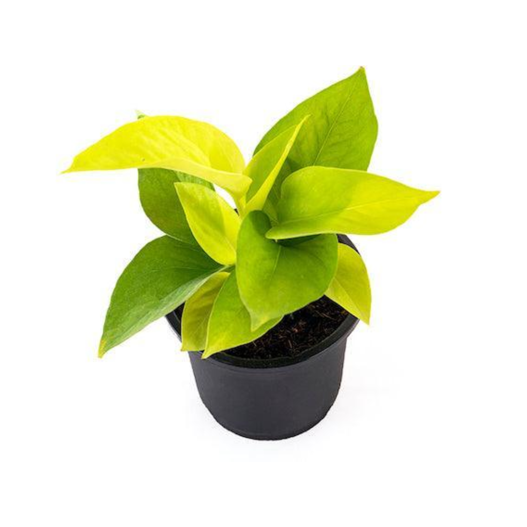 Golden Money Plant with Neon Leaves - Lush Air Purifying Indoor Greenery