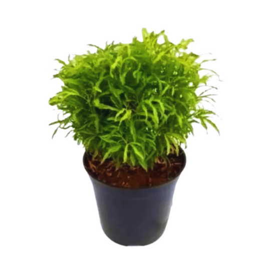 Arelia Green and Aralia Golden Plants - Lush Indoor Foliage Duo | Vibrant Green and Golden Leaf Varieties