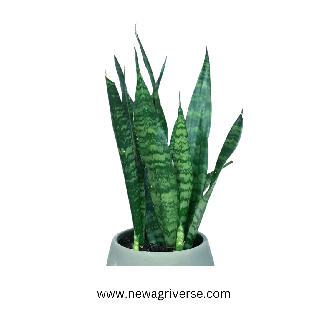 Snake Plant Green snake plant Sansevieria Mother-In-Law's Tongue Air Purifying Plant Mother-In-Law's Tongue live plant indore palnts indoor plant Good Luck Snake Plant for Home golden snake plant