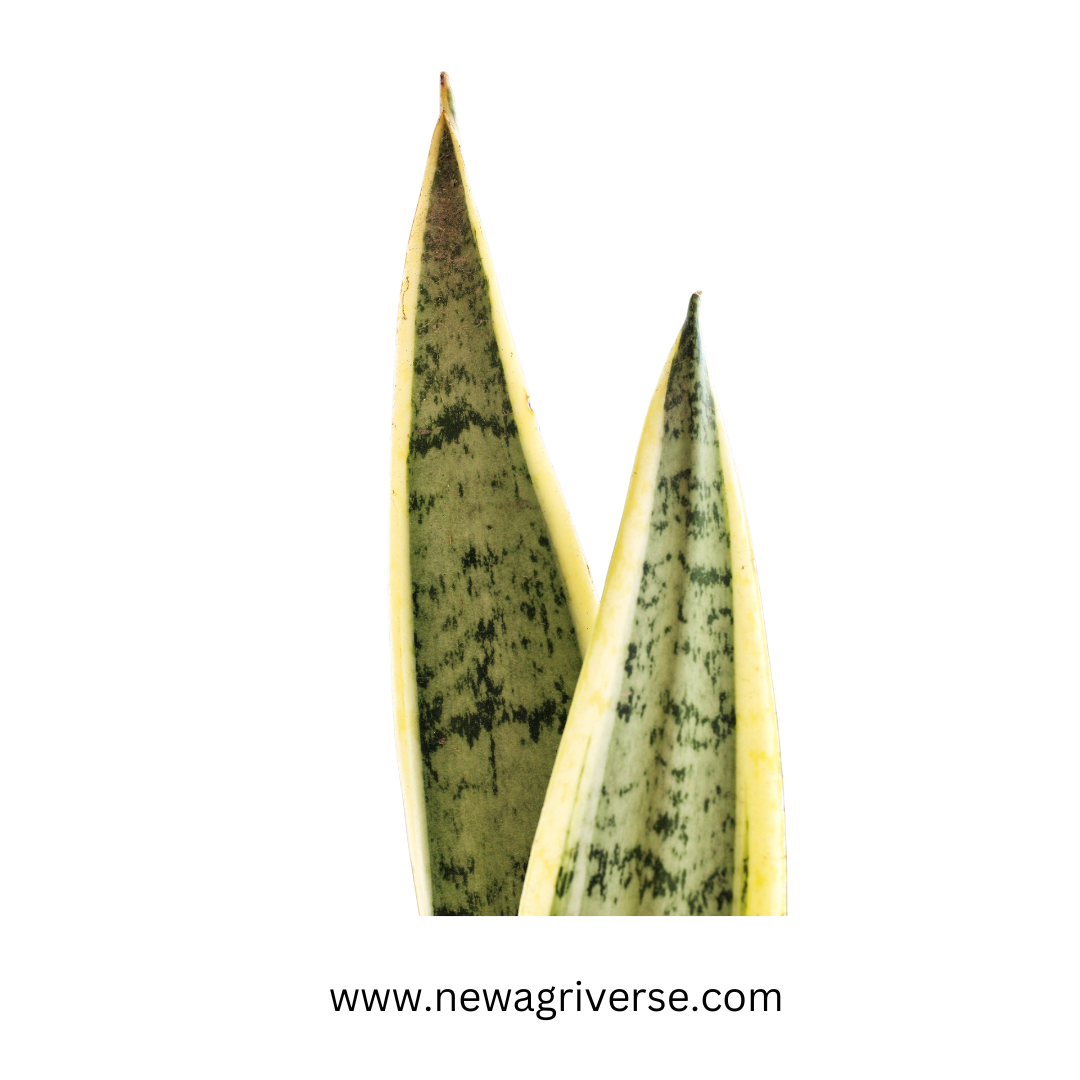 Snake Plant Golden (Mother-In-Law's Tongue / Sansevieria Golden Princess) - Good Luck Indoor/Outdoor Live Plant