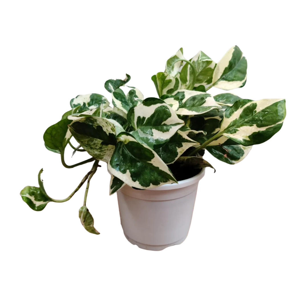 Live Marble Prince Air Purifier Money Plant - Feng Shui Prosperity Enhancer