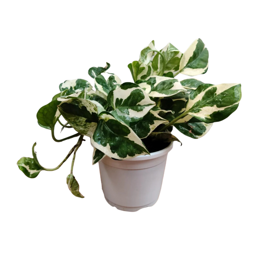 Live Marble Prince Air Purifier Money Plant - Feng Shui Prosperity Enhancer