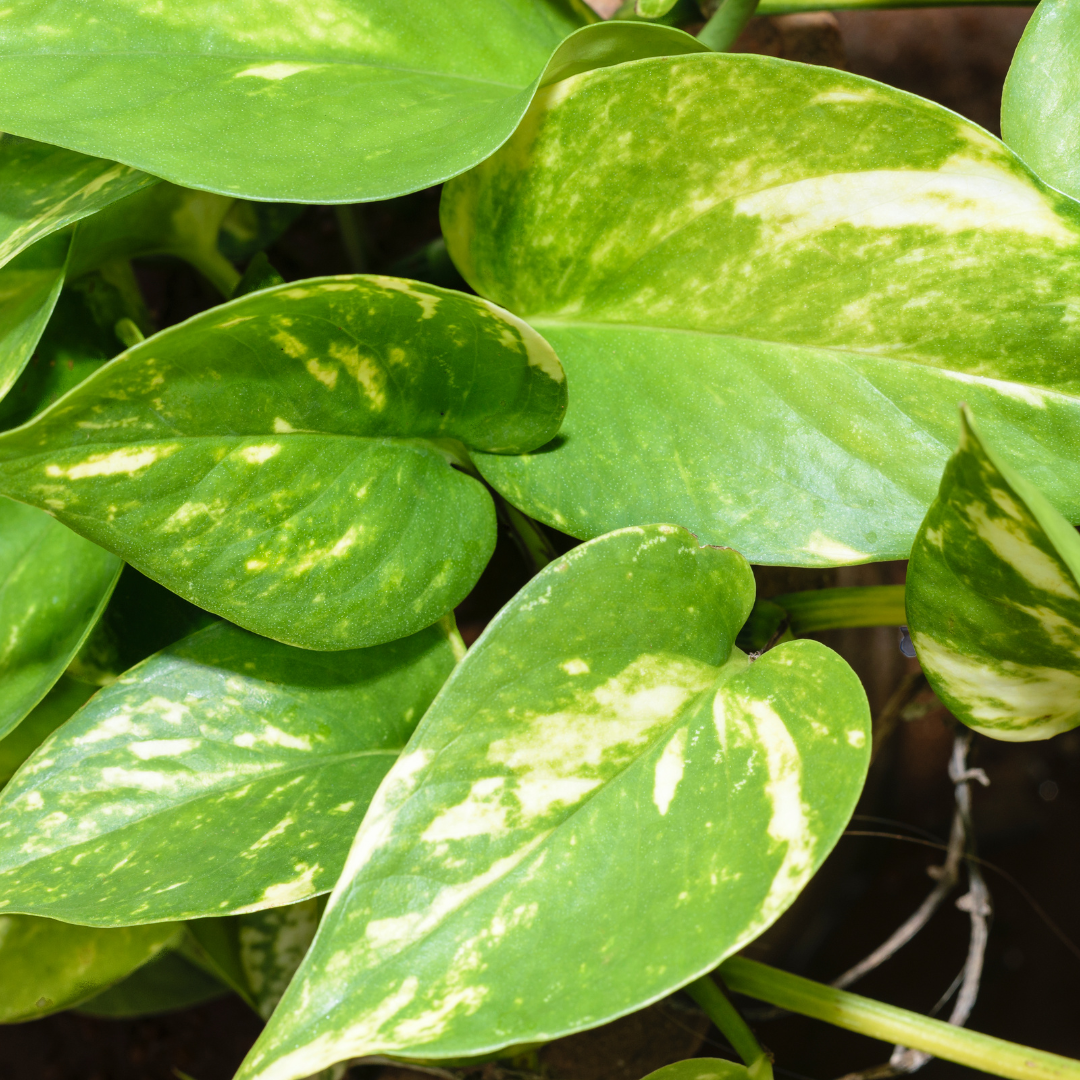 Vibrant Live Money Plant (Pothos) - Lush Green Foliage, Perfect for Home and Office Decor, Easy to Care Indoor Plant