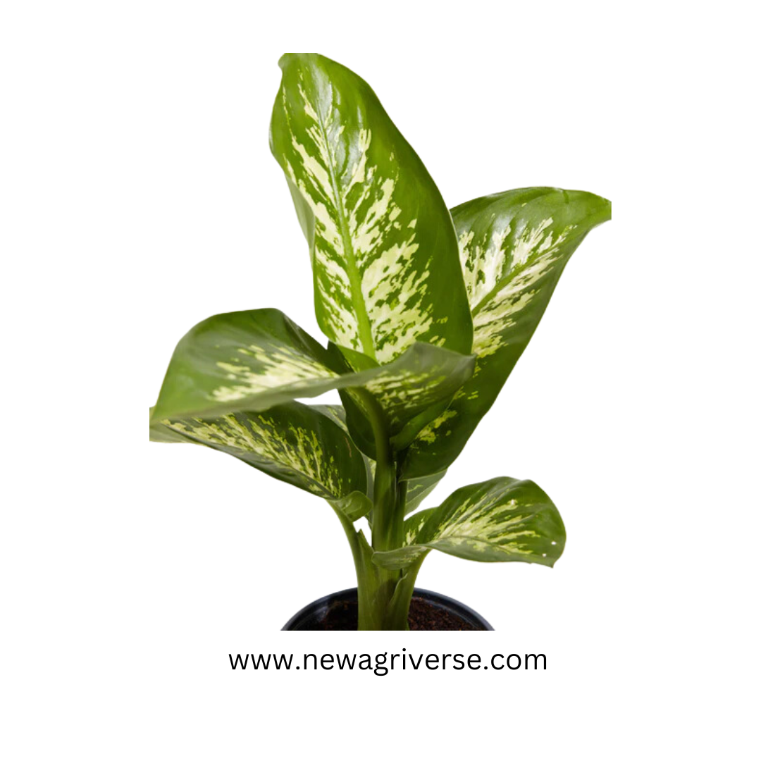 aglaonema snow leopard Dieffenbachia seguine 'Tropic Snow' (Dumb Cane / Leopard Lilly)