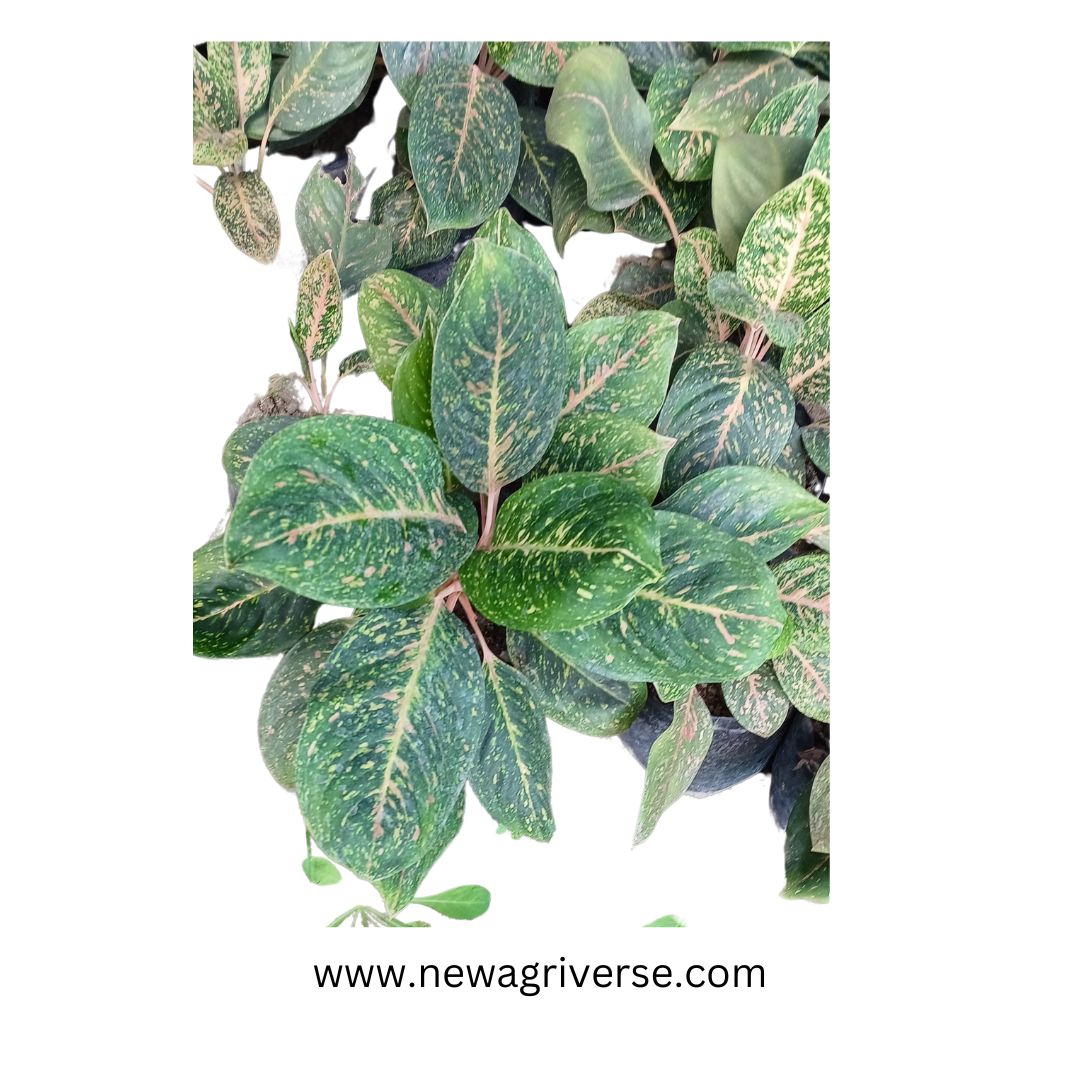 Variegated Aglaonema Red Green Valentine - Indoor Evergreen | 'The Four Seasons' Aglaonema Cleopatra & Suksom Jaipong Varieties