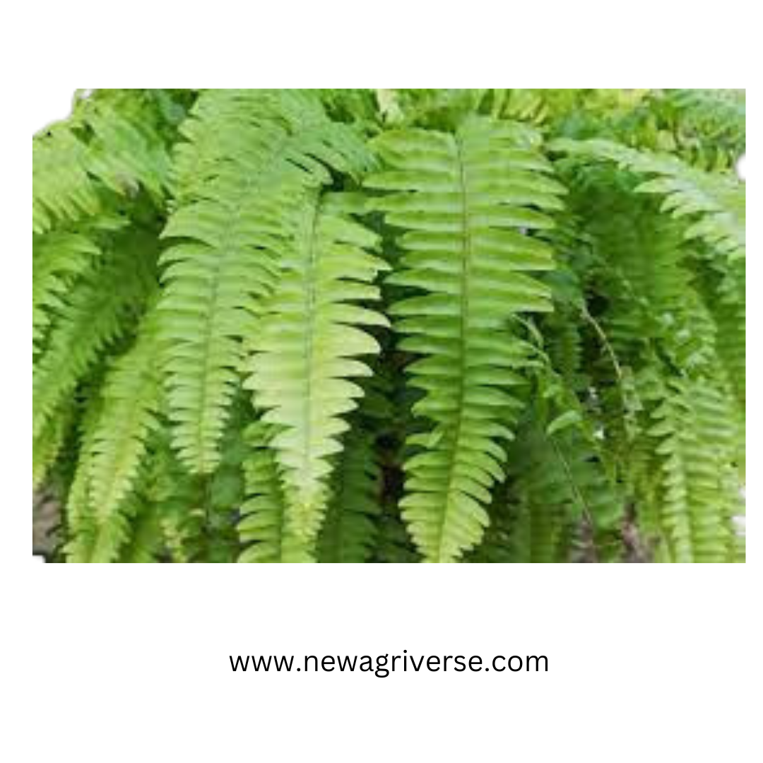 Nephrolepis Cordifolia 'Boston Fern' - Fishbone/Tuberous Sword Fern | Evergreen Perennial Live Plant for Indoors & Outdoors