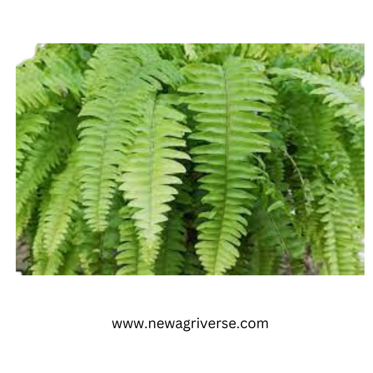 Nephrolepis Cordifolia 'Boston Fern' - Fishbone/Tuberous Sword Fern | Evergreen Perennial Live Plant for Indoors & Outdoors