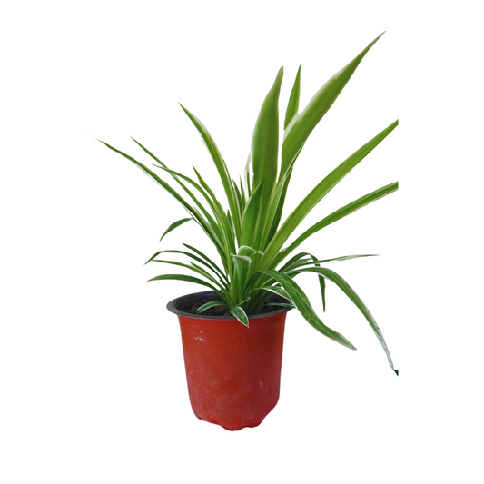 Vibrant Chlorophytum: The Exotic Spider Plant - Ideal for Indoor/Outdoor