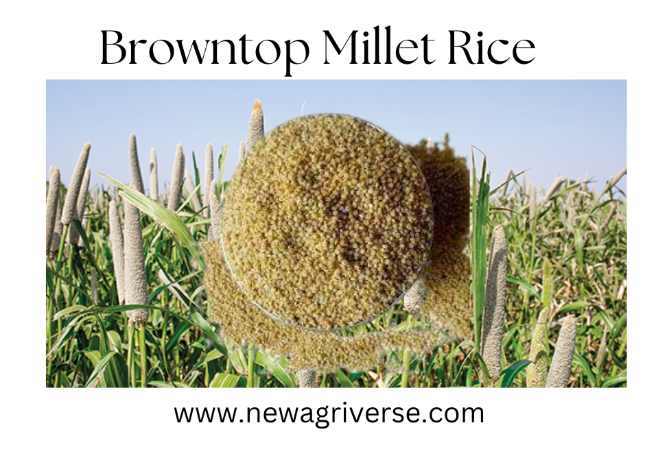 Browntop Millet Rice | 500g