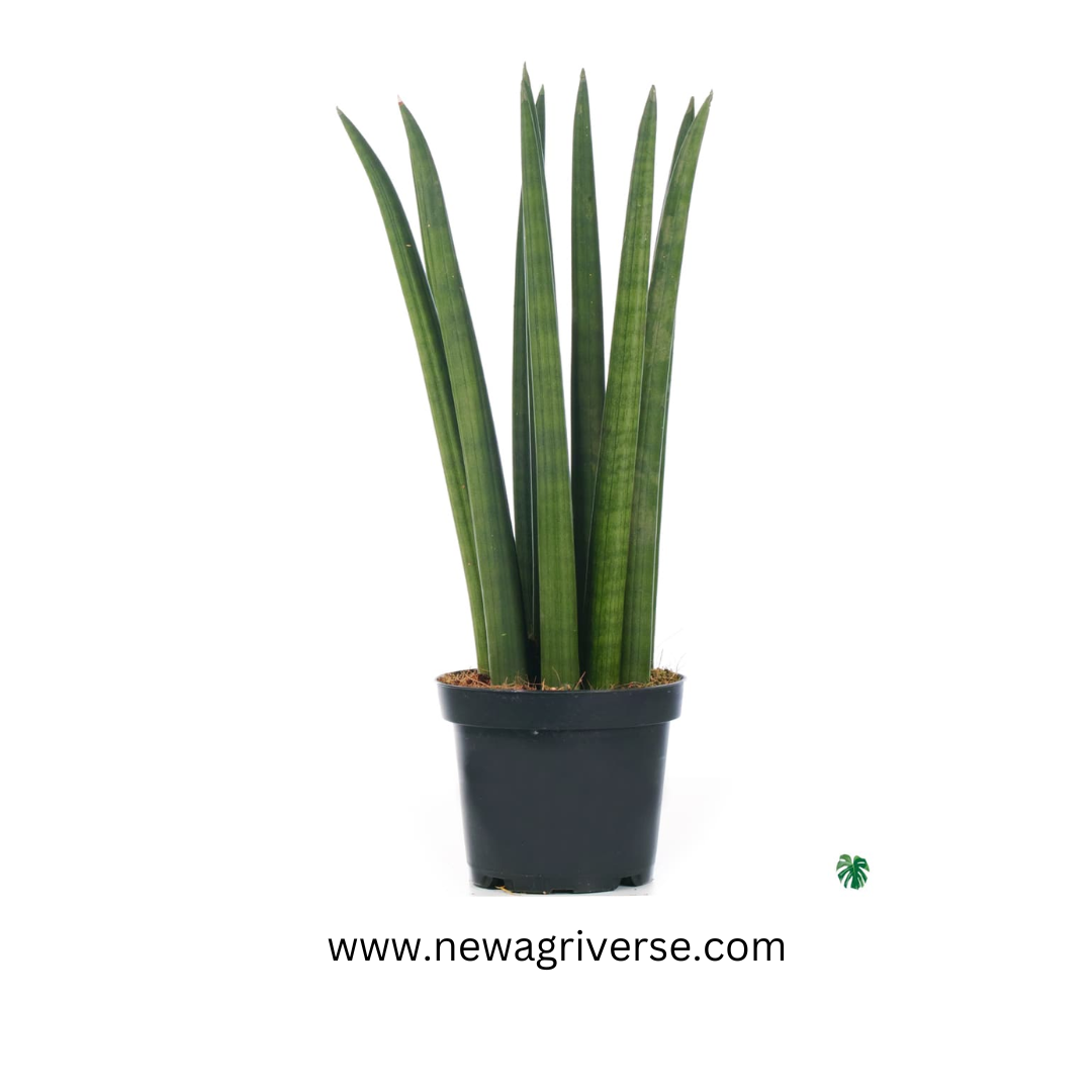 Sansevieria Cylindrica (Cylindrical Snake Plant) - Succulent Snake Plant | Easy Propagation | Sansevieria Stuckyi Live Indoor Plant