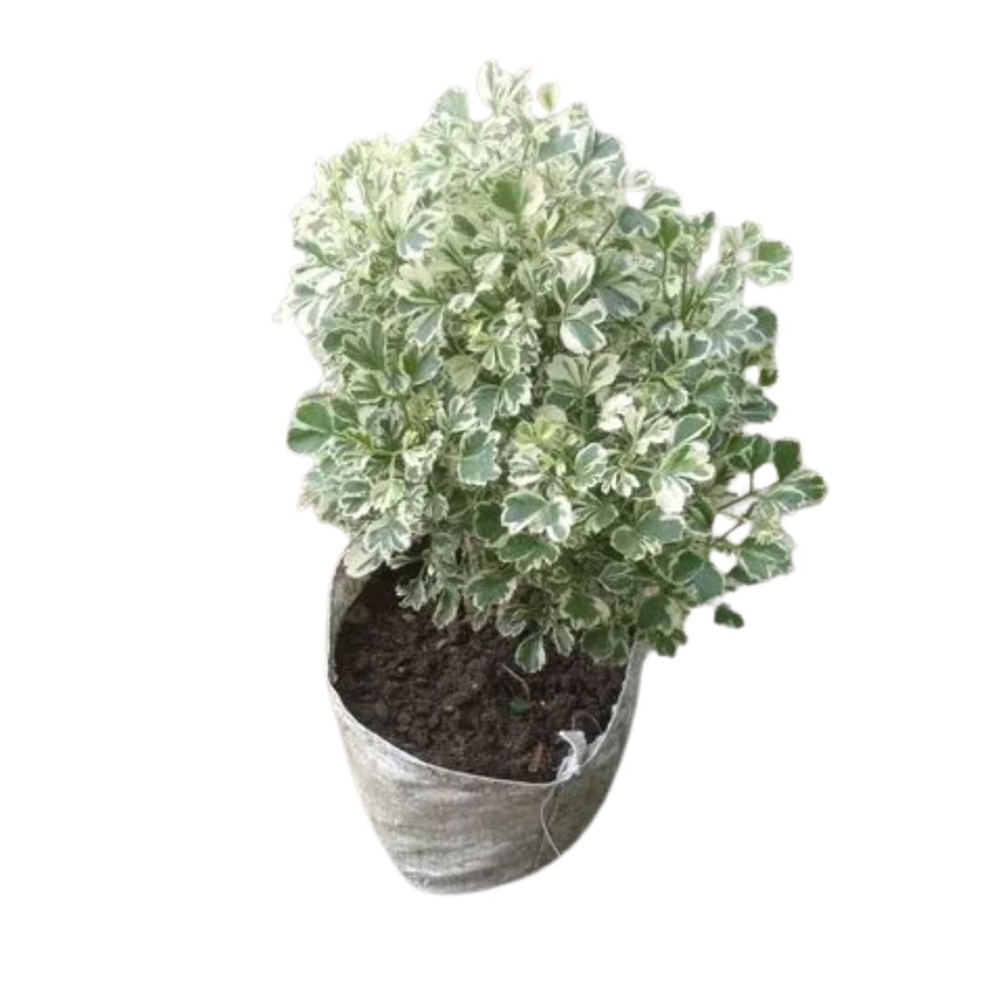 Aralia Variegated White Plant - 'Snow Bush Aralia' | Arelia Ming Indoor/Outdoor Decorative Plant - Miniature Variegated Easy-Care Live Plant
