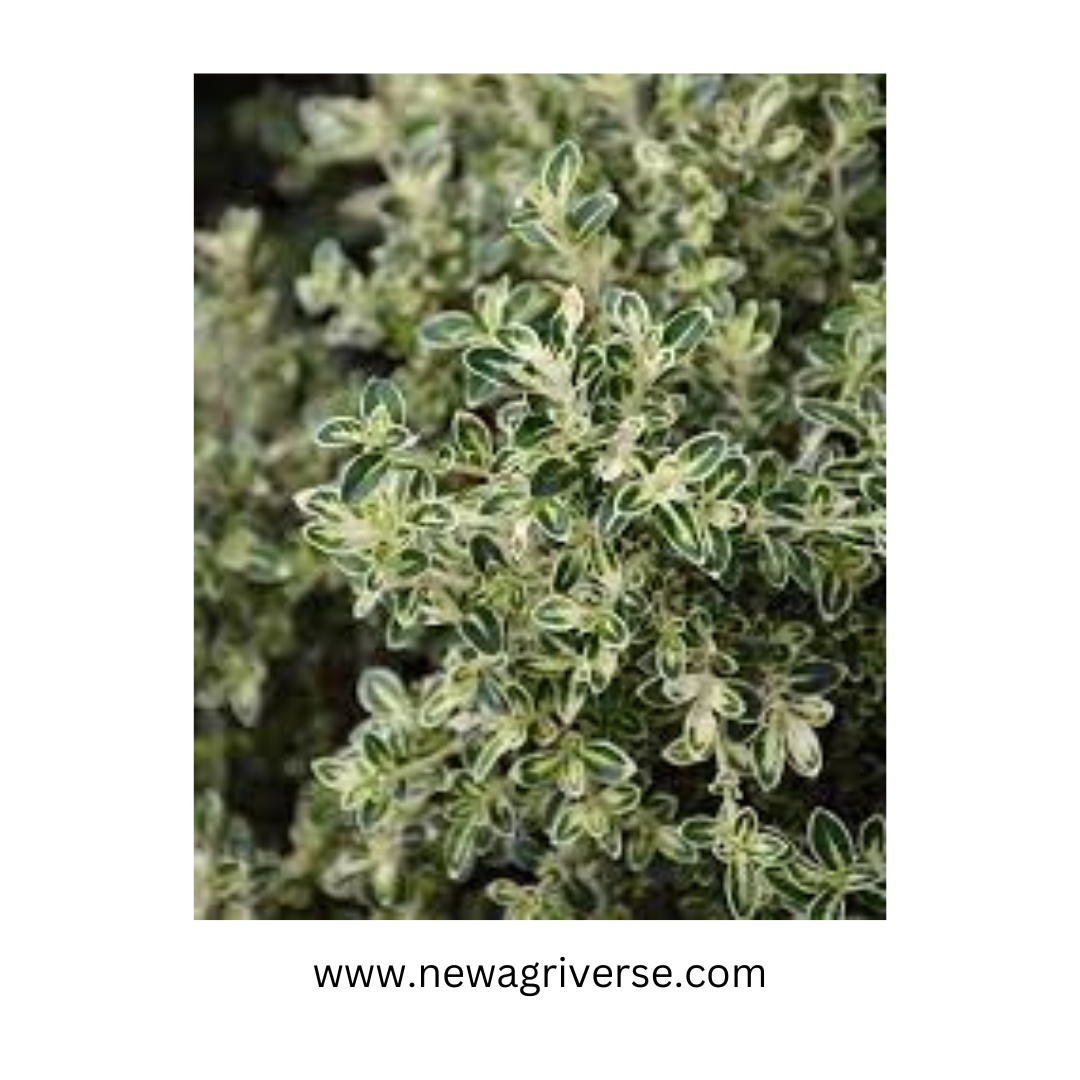 Serissa Foetida Variegated 'Snow Rose' - Tree of a Thousand Stars Plant | Exquisite Indoor/Outdoor