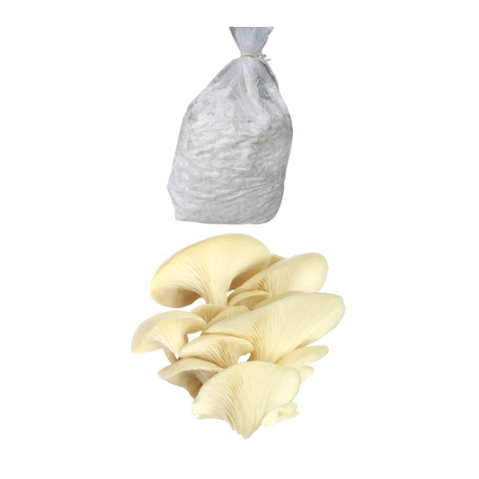 White Oyster mushroom spawn ( Florida Variety )