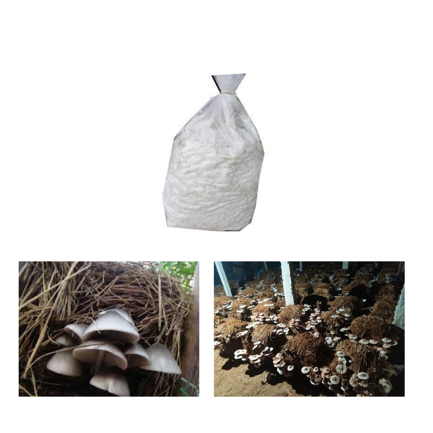 Paddy Straw Mushroom Spawn (Volvariella volvacea)