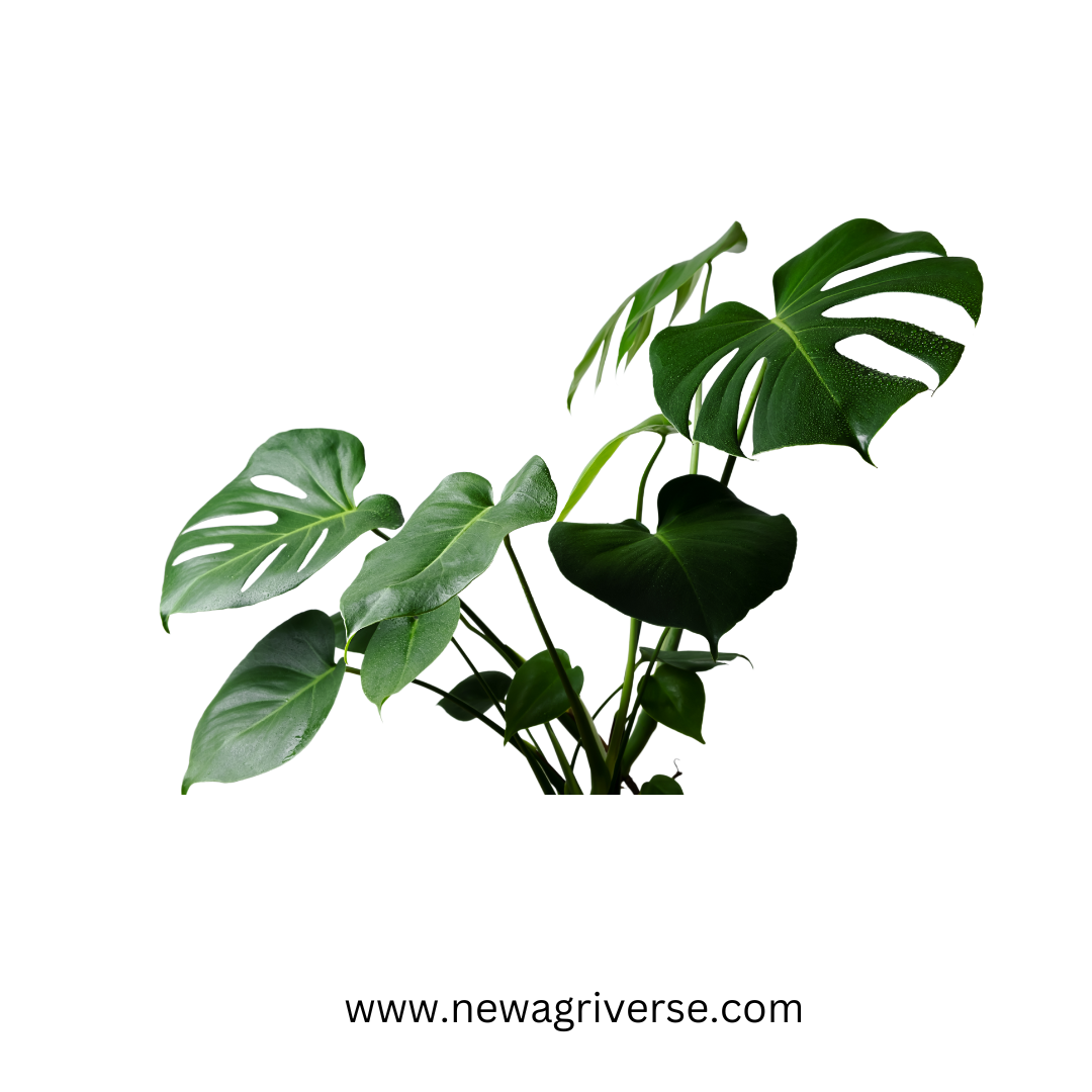 Philodendron Monstera Deliciosa (Swiss Cheese Plant) - Monstera Adansonii | Matured 5-Inch Pot Indoor Green Plant - Healthy and Lush