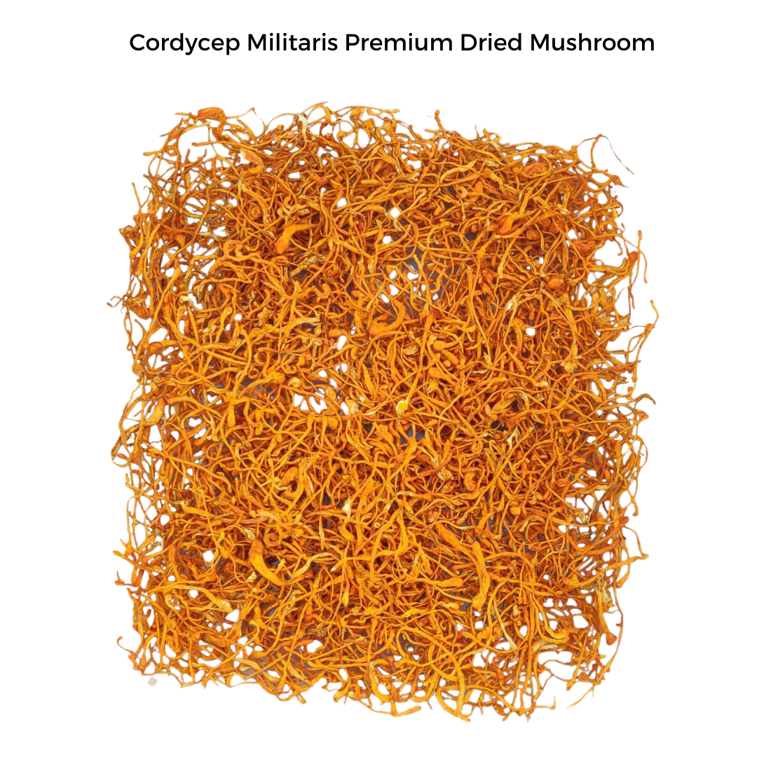 Cordyceps Militaris (Keedajadi) 30gm