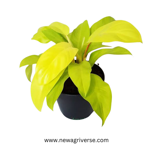 Golden Orlando Philodendron (Golden Goddess/Malay Gold) - Vibrant Lemon-Lime Indoor/Outdoor Climbing Plant