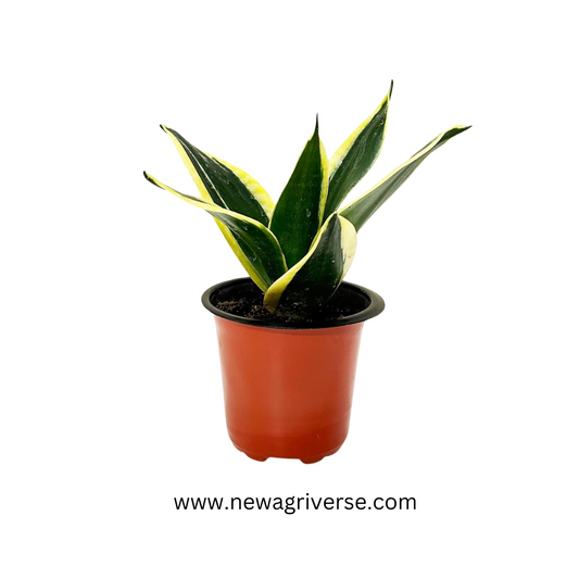 Sansevieria Futura Superba (Golden Hahnii) Snake Plant - Air Purifying Dwarf Snake Plant | Mother In Law's Tongue with Green & Golden Varieties