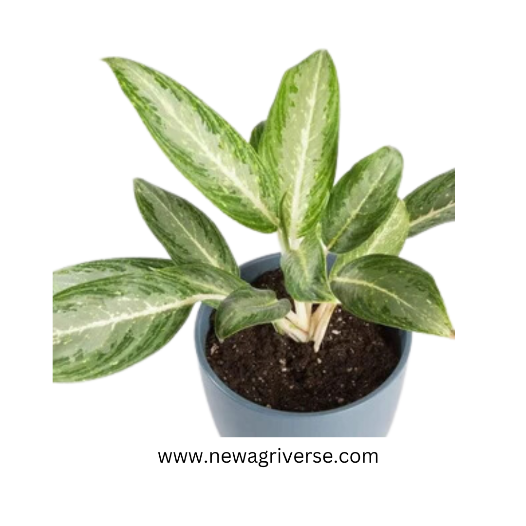 Aglaonema White Rain Plant - White Stem Live Indoor Air Purifier | Native to Asia & Malaysia | Tropical Indoor Plant